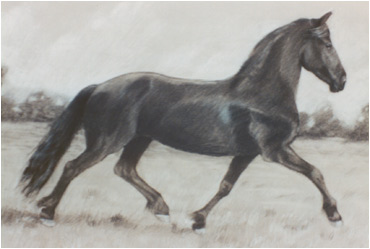 Horse running